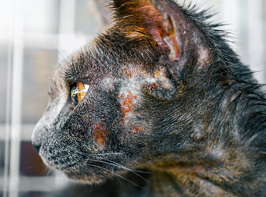 Cat Dandruff - Your Guide To Symptoms And Treatments | Innovet Pet