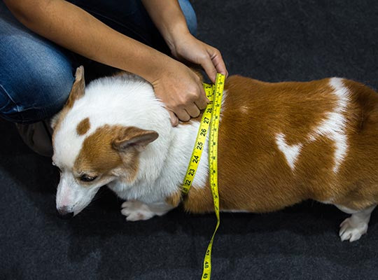 Weight loss may help your dog prevent Arthritis