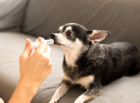 5 Steps to Slowly Drift Away from Giving Your Dog Medications | Innovet Pet