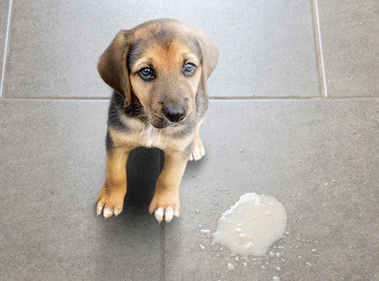 5 Steps to Slowly Drift Away from Giving Your Dog Medications | Innovet Pet