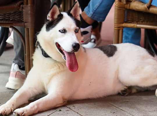 The Husky Pitbull Mix - A Comprehensive Guide | Innovet Pet