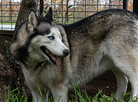 Fascinating Facts About the Wolf Look-A-Like Dog Agouti Husky
