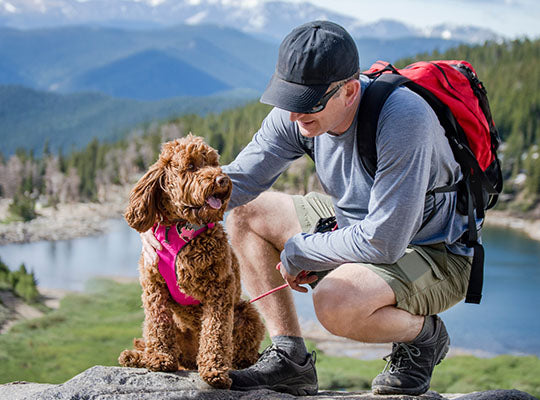 The Miniature Goldendoodle - Your Guide To This Awesome Dog | Innovet Pet