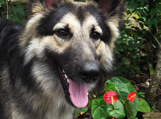 German Shepherd Husky Mix