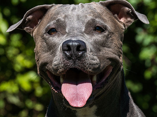 blue nose pitbull