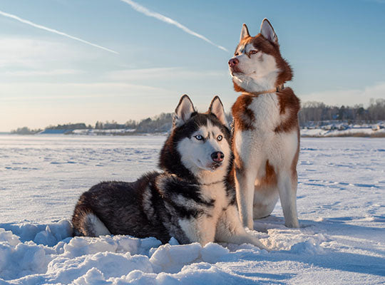 Red Husky – Facts About The Most Gorgeous Siberian Husky | Innovet Pet