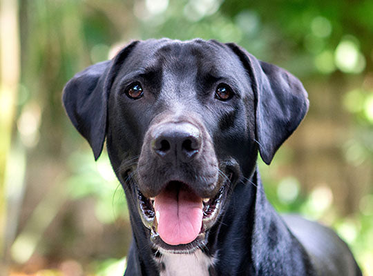 Must Know Things About Great Dane Lab Mix Breed | Innovet Pet