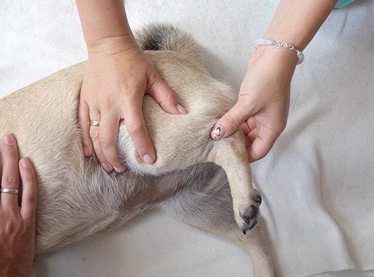 Massage is a good way to prevent your dog's pain