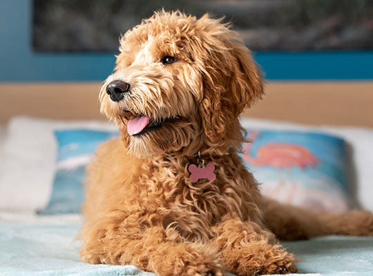 The Miniature Goldendoodle - Your Guide To This Awesome Dog | Innovet Pet
