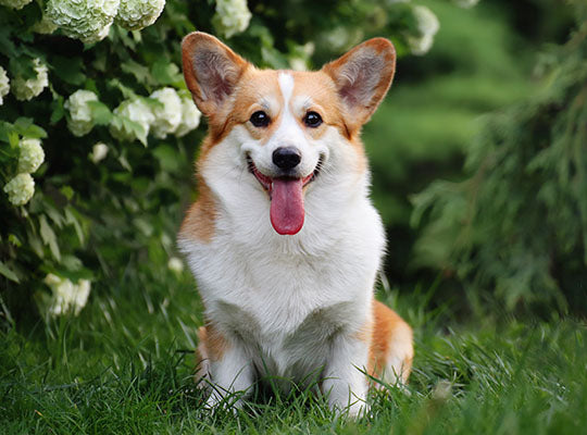 Australian Shepherd Corgi Mix Full Breed Guide: Reasons To Avoid | Innovet Pet