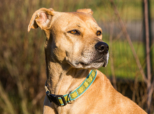 Pitbull yellow sales lab mix