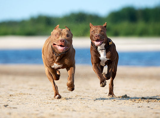 blue nose pitbull