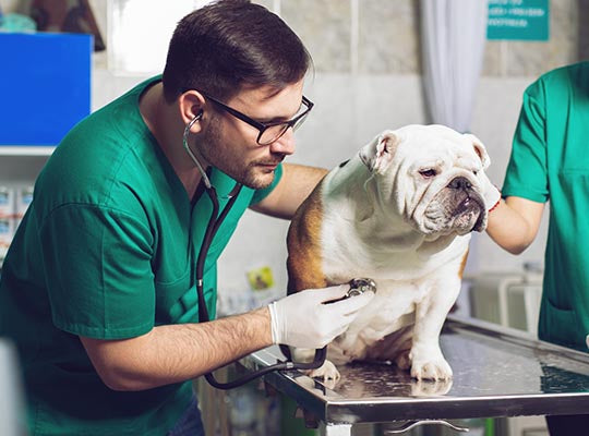 How to Diagnose Arthritis in Dogs