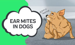 Ear Mites in Dogs