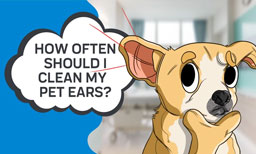 How Often Should I Clean My Pets Ears?