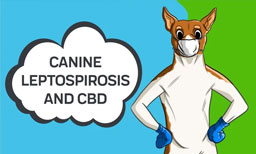 canine leptospirosis and how cbd oil may help