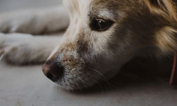 Dog Separation Anxiety: Using CBD To Calm Your Dog