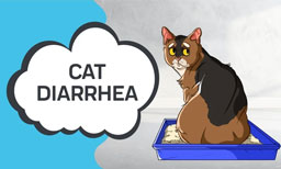 cat diarrhea