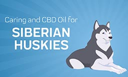 caring for siberian huskies