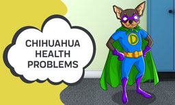 chihuahua health problems