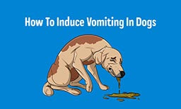 How To Induce Vomiting In Dogs: Step-By-Step To Make Your Dogs Throw Up