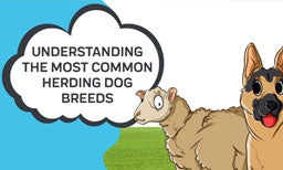 common herding dog breeds