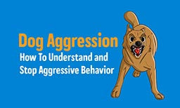 Dog Aggression: How To Understand & Stop Aggression in Dogs