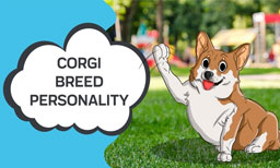 corgi breed personality 