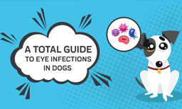 A Total Guide to Eye Infections in Dogs