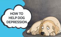 Depression in Dogs