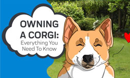 corgi info