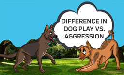 Difference in Dog Play vs. Aggression