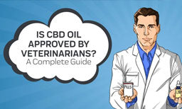 Is CBD Oil Approved by Veterinarians? A Complete Guide