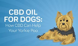 how you can help your yorkie poo with cbd