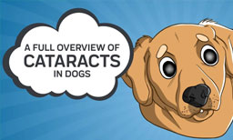 A Full Overview of Cataracts in Dogs