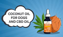 coconut oil and cbd for dogs