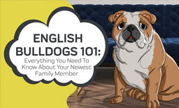 english bulldogs 