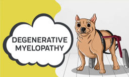 degenerative myelopathy