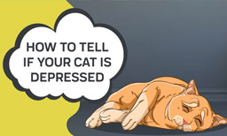 How To Tell If Your Cat Is Depressed