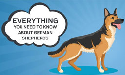 everything you need to know about german Shepherds