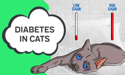 diabetes in cats