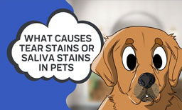 What Causes Tear Stains or Saliva Stains in Pets