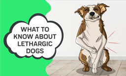 What to Know About Lethargic Dogs