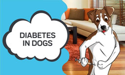 diabetes in dogs