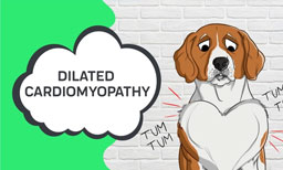 dilated cardiomyopathy 