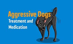 Treatment & Medication for Aggressive Dogs