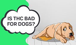 is thc bad for dogs