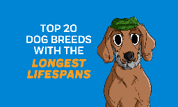 Top 20 Dog Breeds with The Longest Lifespans