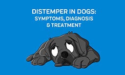 distemper in dogs