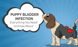 puppy bladder infection 